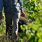 Agricultura, Ganander&iacute;a y Forestal